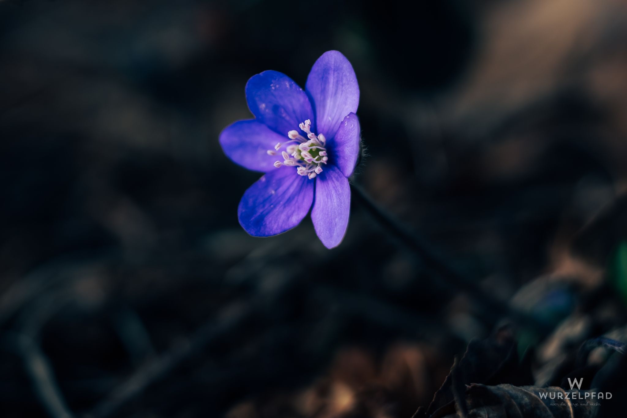 Nahaufnahme einer kleinen, violetten Blüte vor einem dunklen Hi